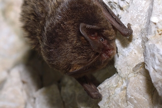 A fluffy, dark brown barbastelle bat clinging to a rockface. 