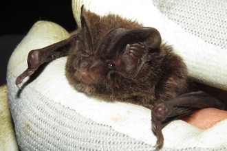 A brown, furry barbastelle bat peeks out over a white cotton surface, with its arms outstretched. It has very large ears on the front of its head.