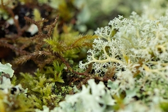 A close up image of coral lichen. I looks like leafy coral in shades of pale and dark green. 