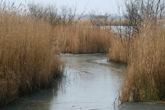 A section of Hickling Broad surrounded by tall brown reeds on both sides