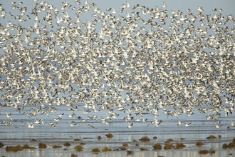 A flock of knot take flight together over the Wash. The large flock of white and grey birds fill the image, with some water visible below them.