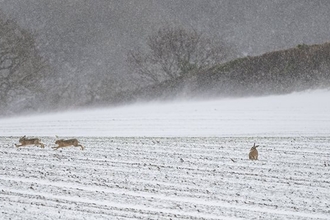 A snow covered field under a dark grey sky, with bare trees in the distance. Two brown hares run across the field on the left side of the photo, while another brown hare sits on the ground on the right side.