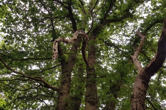 A photo from below looking up at a canopy of trees and twisty tree trunks. 