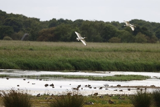 A spoonbill parent and fledgling fly above a patch of water, with a green field and trees in the background, against a grey sky