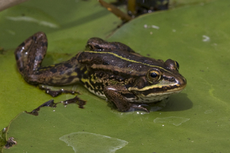 A northern pool frog sits on a green lilypad. The frog is brown with a bright green stripe down its back, and it has its right leg outstretched.