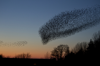 Starling murmuration heading to roost at sunset