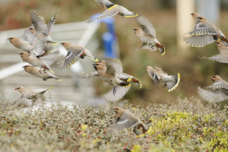 A flock of waxwings taking flight from a cotoneaster bush in a supermarket car park