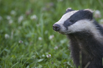 A badger against a grassy background