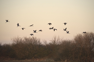 Many crane are silhouetted against an evening sky, above bare Winter trees. 