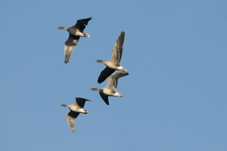 Four pink-footed geese in flight over Norfolk