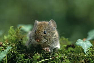 A small field vole with large whiskers sitting on some green moss.
