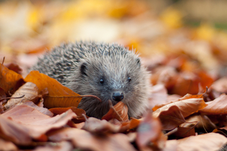 An close-up image of a hedgehog surrounded by orange autumnal leaves.