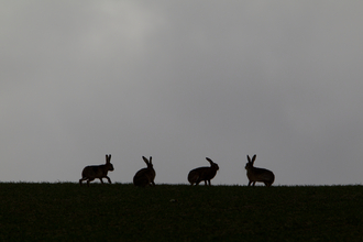 An image of four brown hares silhouetted on a flat landscape.