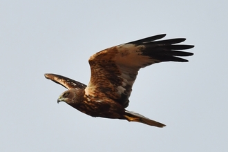 Marsh harrier flying over NWT Cley Marshes - credit Elizabeth Dack