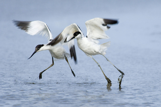 An image of a pair of avocets flapping their wings above a body of water. 