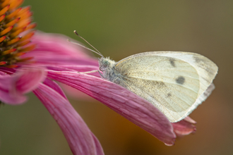 A small white butterfly resting on the petal of a pink flower