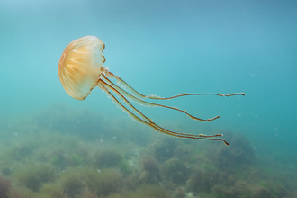 A jellyfish swims underwater in a blue sea