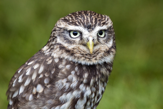 A close up photo of a little owl with a blurred green background. 