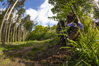 A muddy track with trees, a log and bluebells.