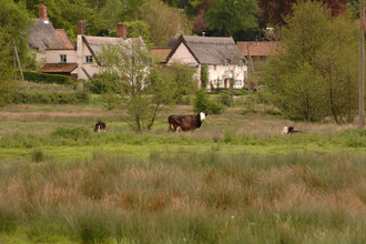 Cows in a field with cottages in the background