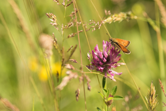 A butterfly that has landed on a pink flower in a meadow. 