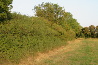 Sunny hedges in the countryside