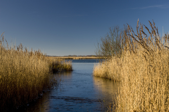 A stretch of blue broad water surrounded by yellow reeds, under a clear blue sky
