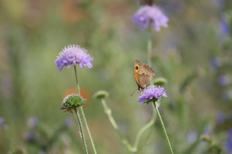 A butterfly nectars on a purple flower