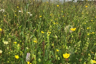 A green meadow filled with yellow and white flowers