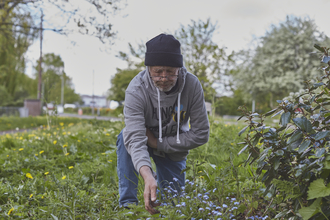 An older man is knelt down and looking at blue flowers amongst the grass in his local area.