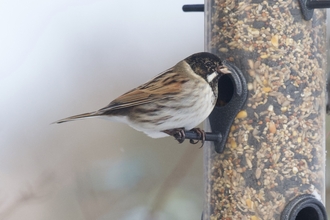 A reed bunting sits on the side of a full bird feeder