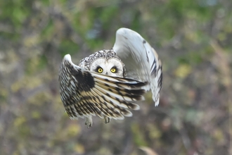A short-eared owl is flying towards the camera