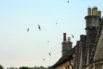Swifts at dusk flying around old buildings
