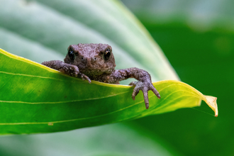 A tiny brown toad is sat in a green leaf