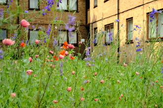 A wildflower meadow filled with pink, purple and red flowers, with a block of flats in the background