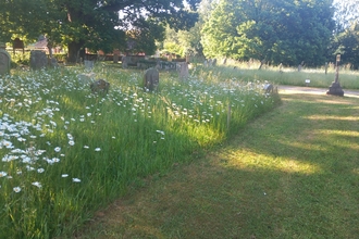 Tall grasses and daisies amongst the graves in a Churchyard