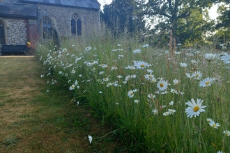 A row of grasses and daisies at a Churchyard