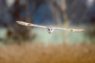 A barn owl with it's wings outstretched looking directly at the camera as it flies over a field. 