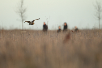 Short-eared owl flying beside a group of people on a walk