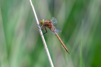 A Norfolk hawker dragonfly perched on a reed. 
