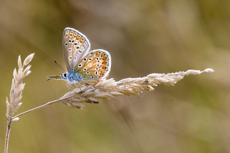 A silver studded blue butterfly with its fluffy blue abdomen, and orange and black speckled wings. 