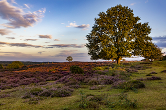 A large tree overlooking purple heather at Roydon Common