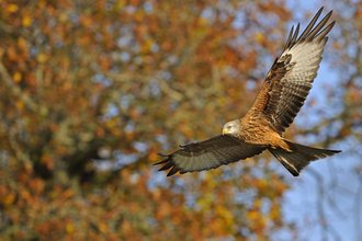 A red kite flying with it's wings outstretched in autumn. There is a tree with orange and brown leaves in the background. 