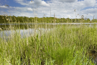 Green reeds and grasses beside a water broad