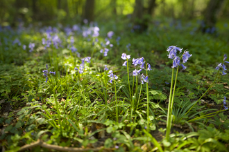 Bluebells in a woodland understory