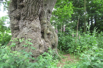 A huge old tree trunk in Pigneys Wood
