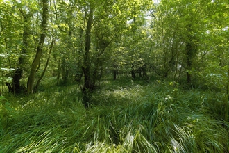 Long grass and green trees at Booton Common