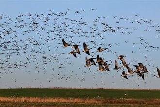 Brent, pink foot, white front and bean geese lifting off, NWT Cley by Nick Goodrum