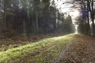 Brett's wood in January. It's foggy and a lot of the trees are bare, there are brown leaves on the ground.