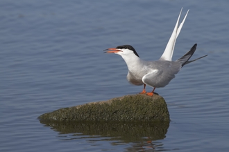 A common tern perched on a rock